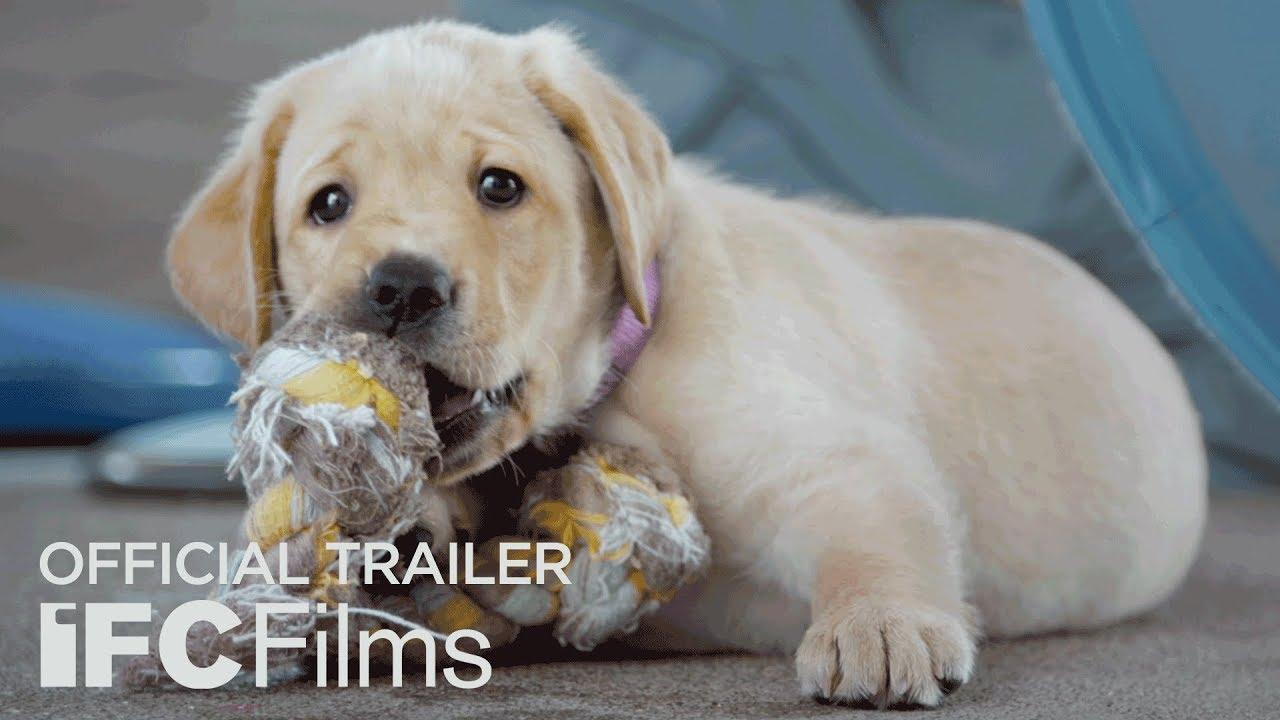 Pick of the Litter Trailer