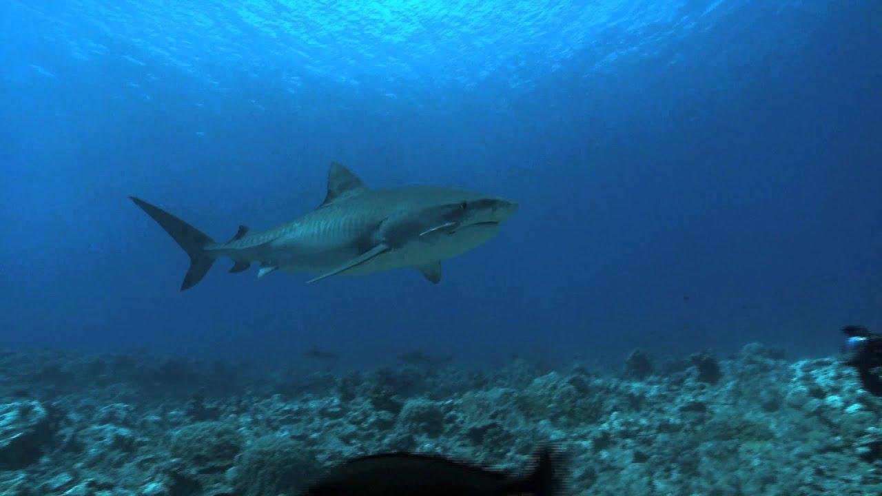 ± 5 Meters From the Surface of the Oceans Trailer