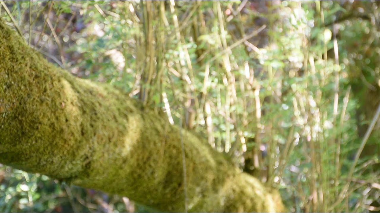 I'll See You Again Trailer