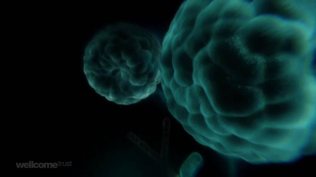 Charles Darwin and the Tree of Life Trailer