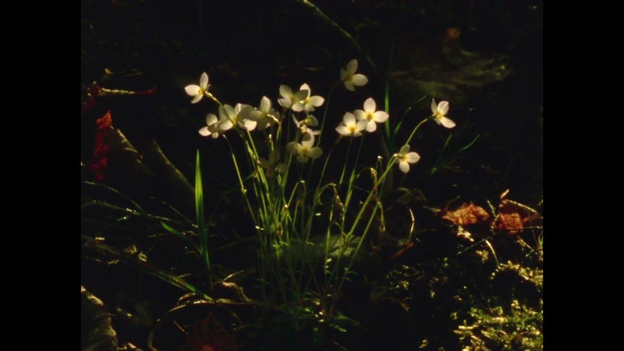 Spring Sunset Trailer