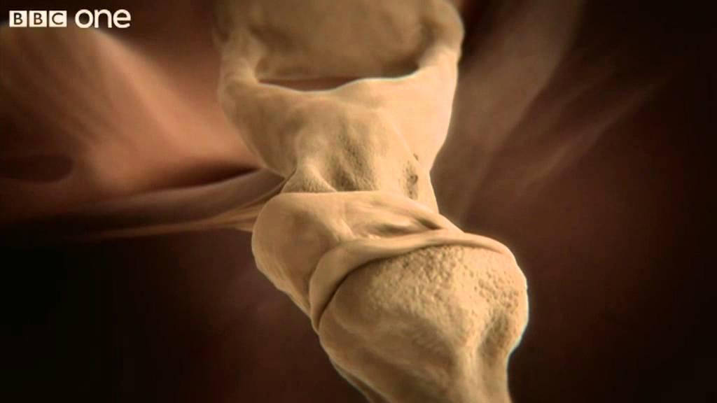 Inside the Human Body Trailer