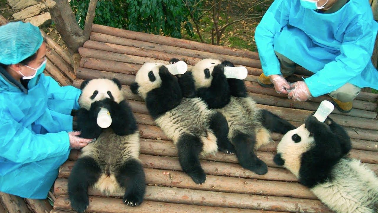 Pandas Trailer