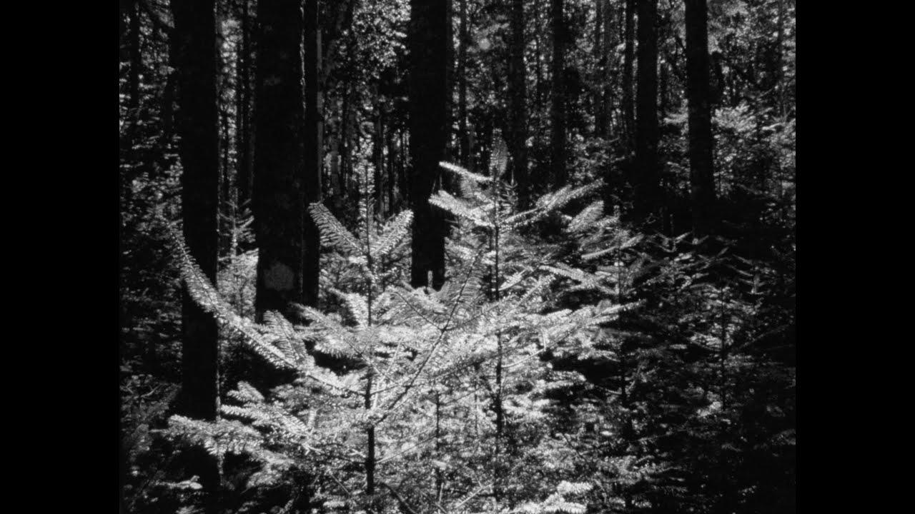 The Forest and The Sea Trailer