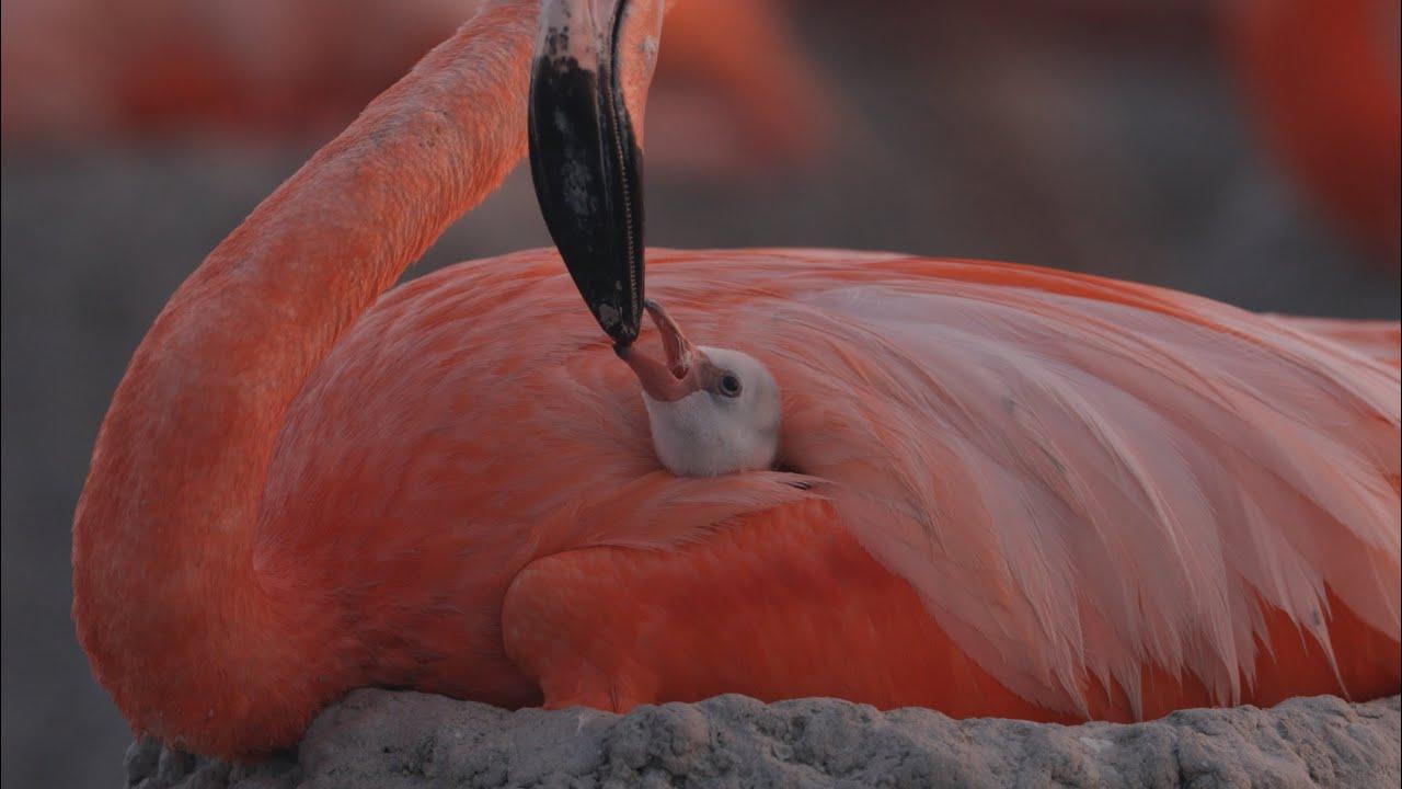 Flamingos: Life After the Meteorite Trailer