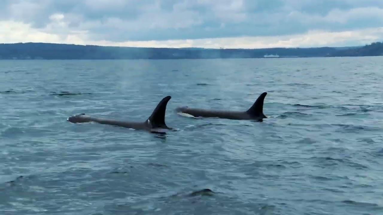 The Snake and the Whale Trailer