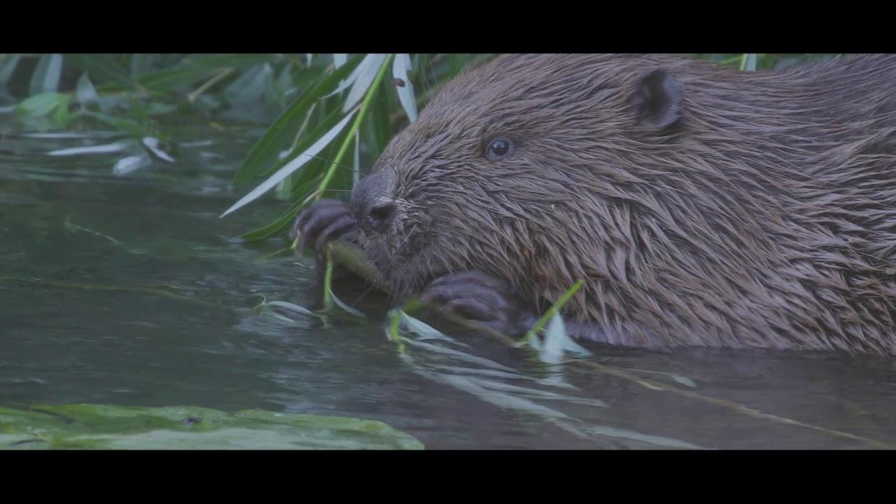 Het Groene Woud Trailer