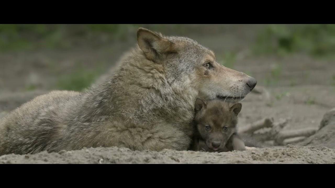 Wolf: Wanderer Without Borders Trailer
