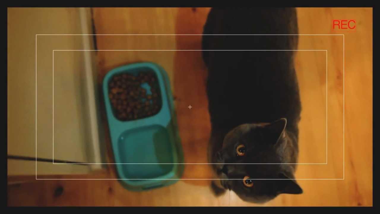 Hell Cat Trailer