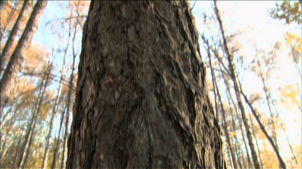 Secret of Water Trailer