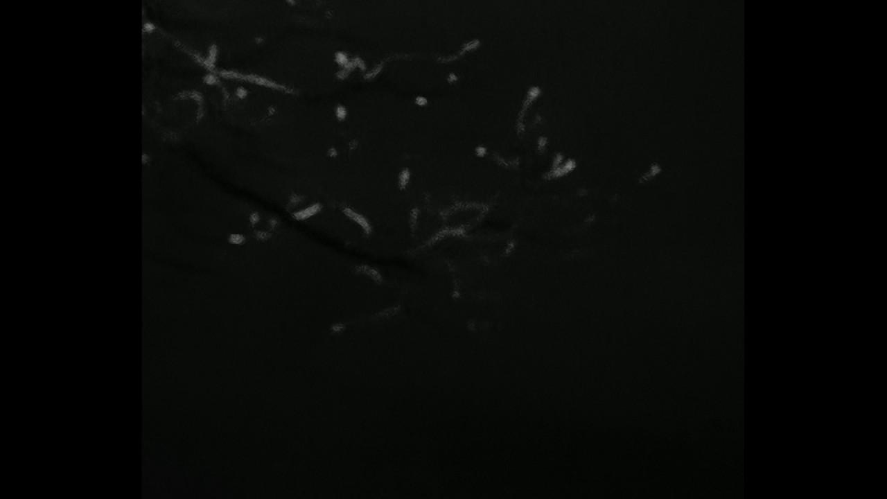 Lab 1 Trailer