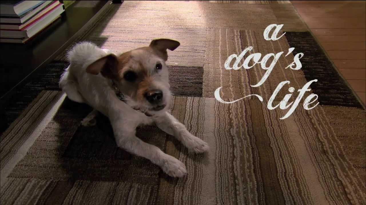 A Dog's Life Trailer