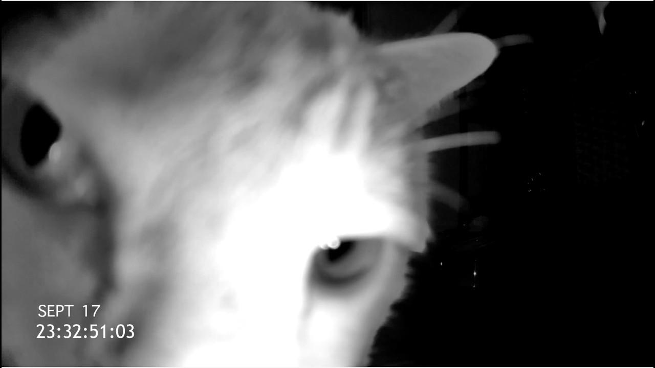 Cat Cam Trailer
