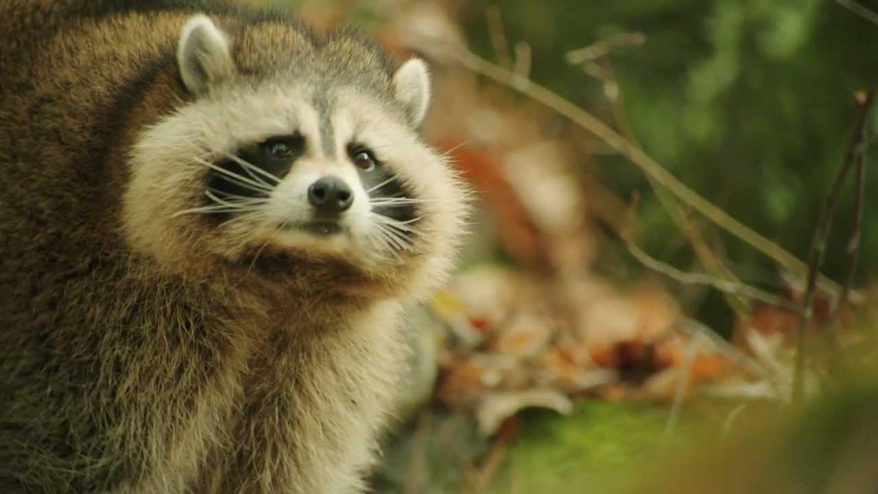 Against the Wild Trailer