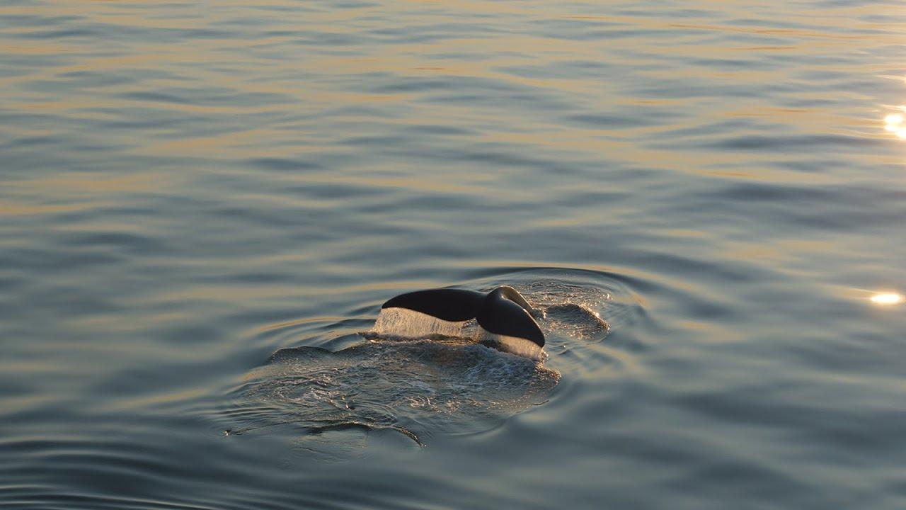Last of the Right Whales Trailer