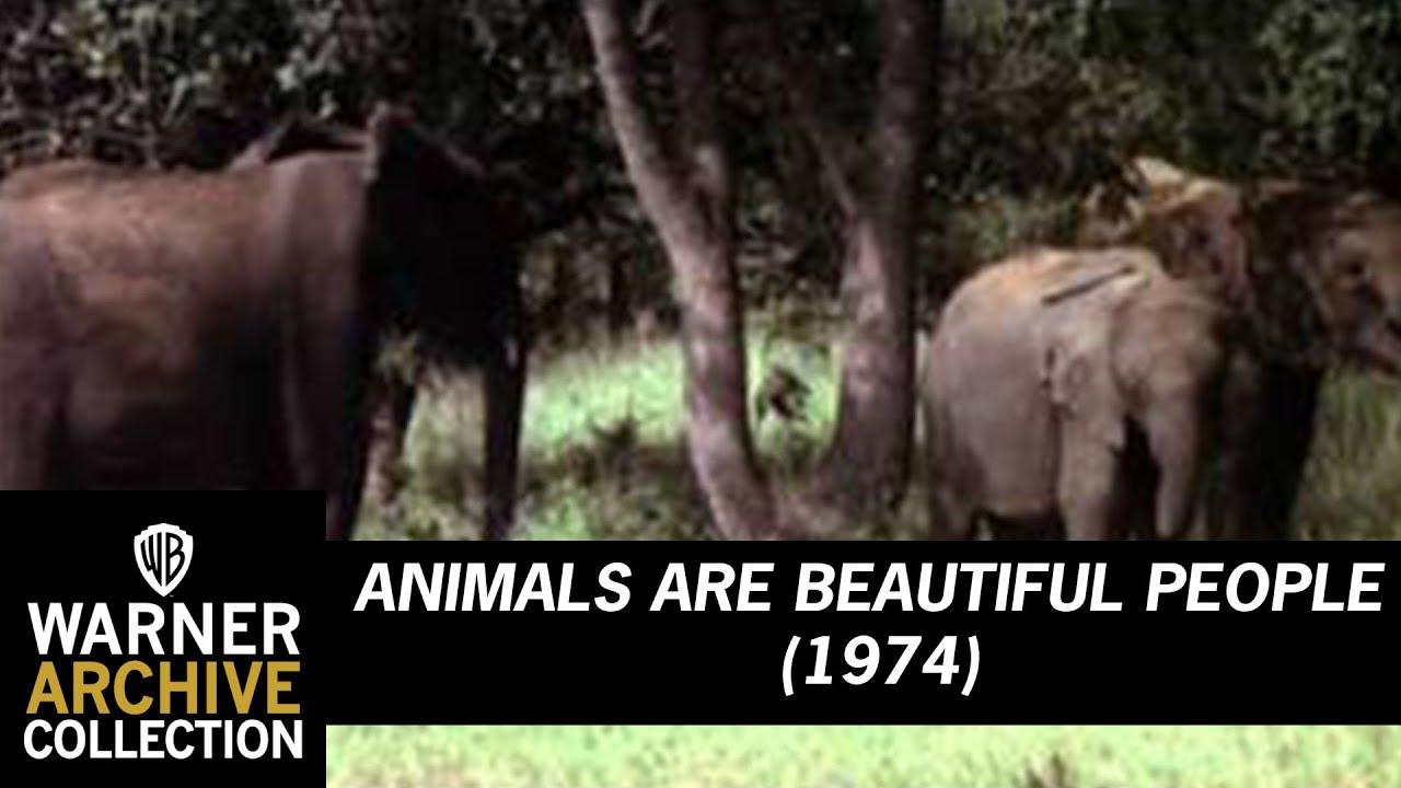 Animals Are Beautiful People Trailer