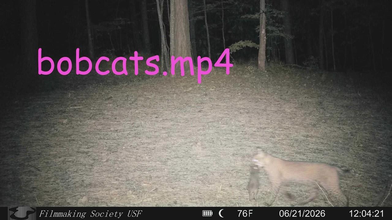 bobcats.mp4 Trailer