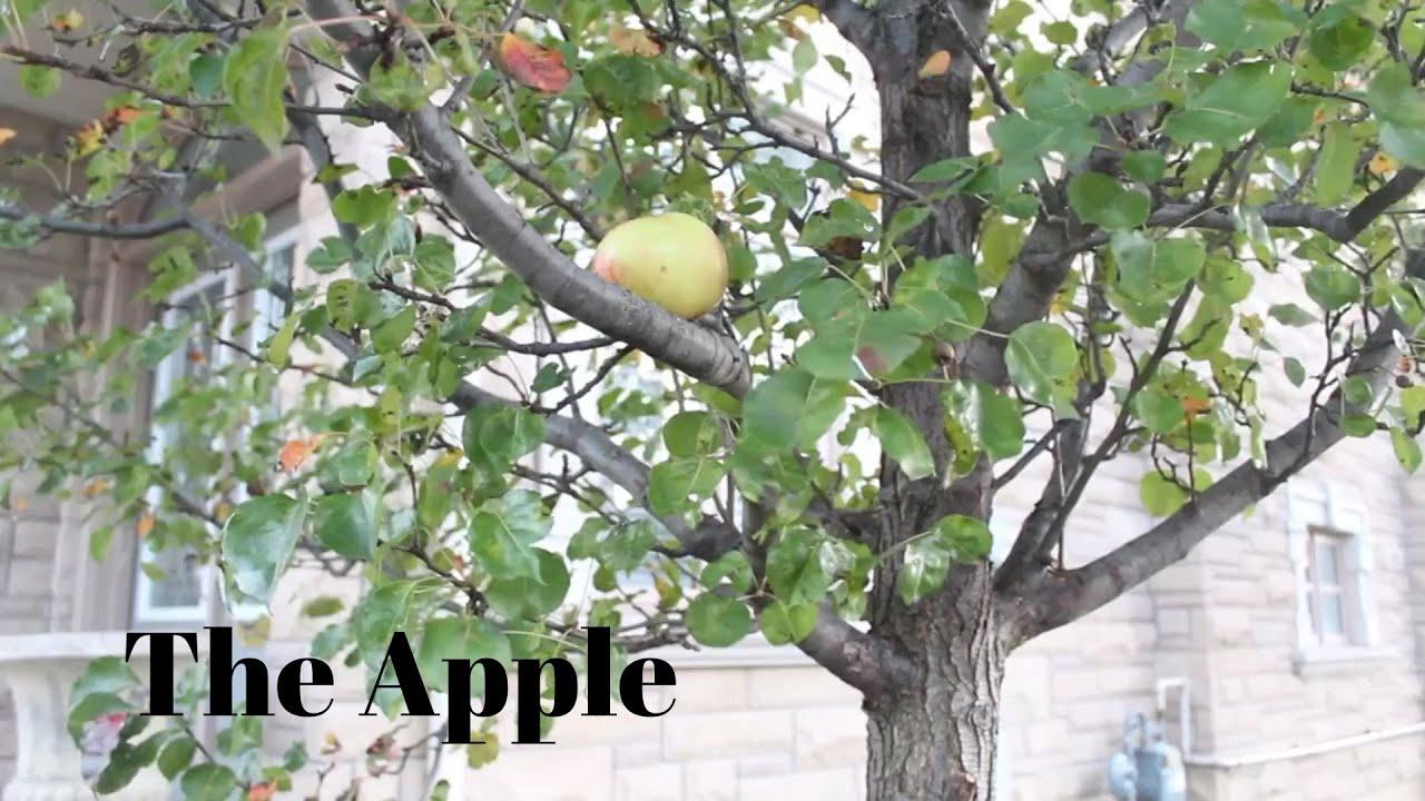 The Apple Trailer
