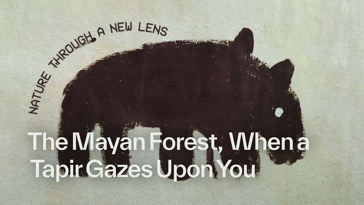 The Mayan Forest: When a Tapir Gazes Upon You Trailer