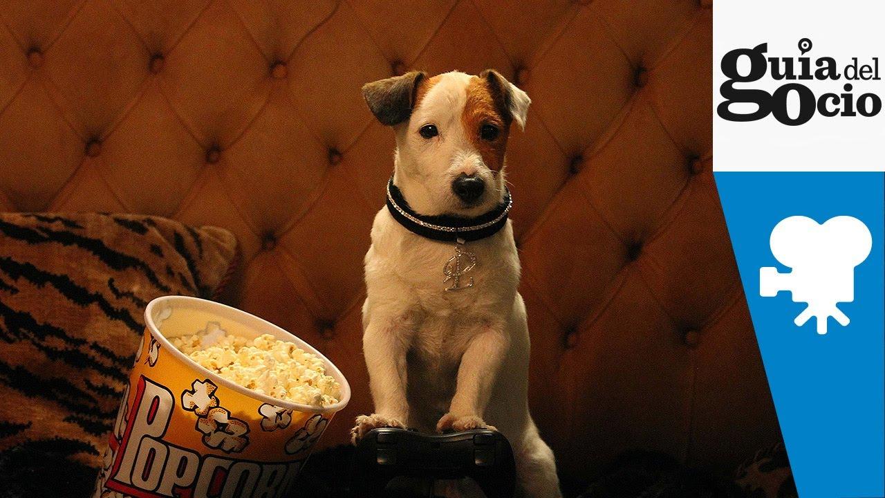 Millionaire Dog Trailer