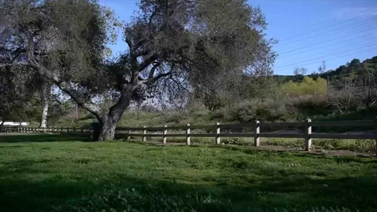 Staring at Trees Trailer