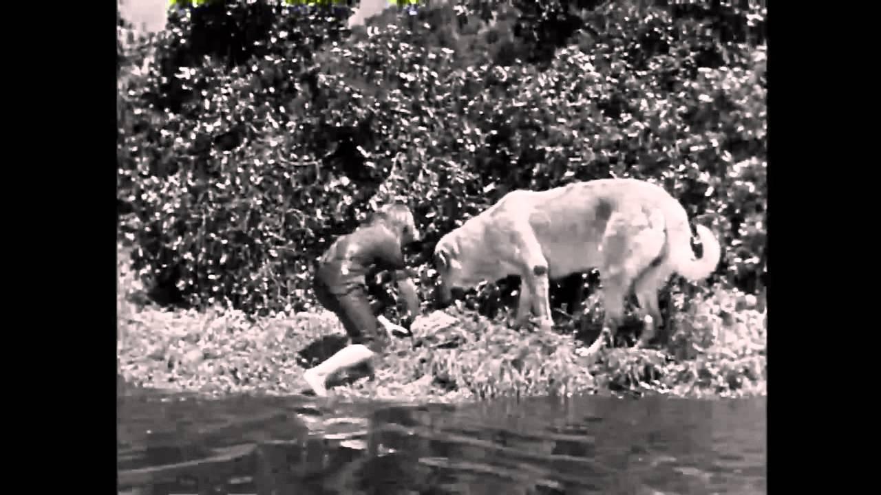 The Best Doggoned Dog in the World Trailer