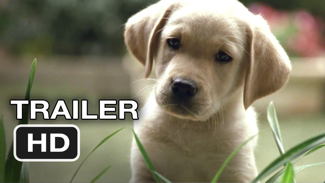 Quill: The Life of a Guide Dog Trailer