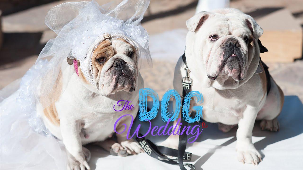 The Dog Wedding Trailer