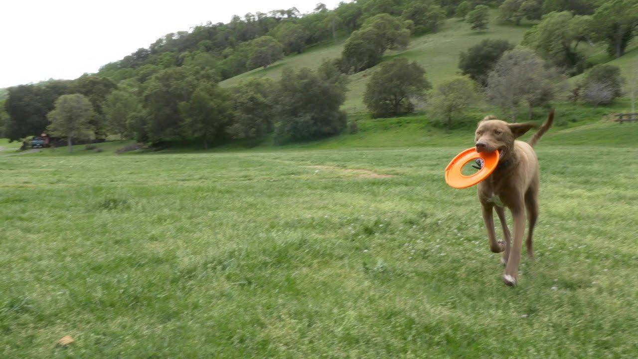 Me, My Dog, and I Trailer