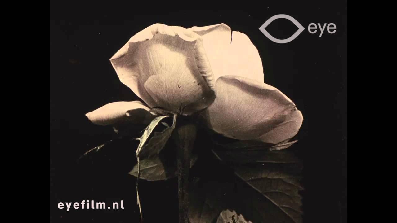 Fleurs des champs Trailer