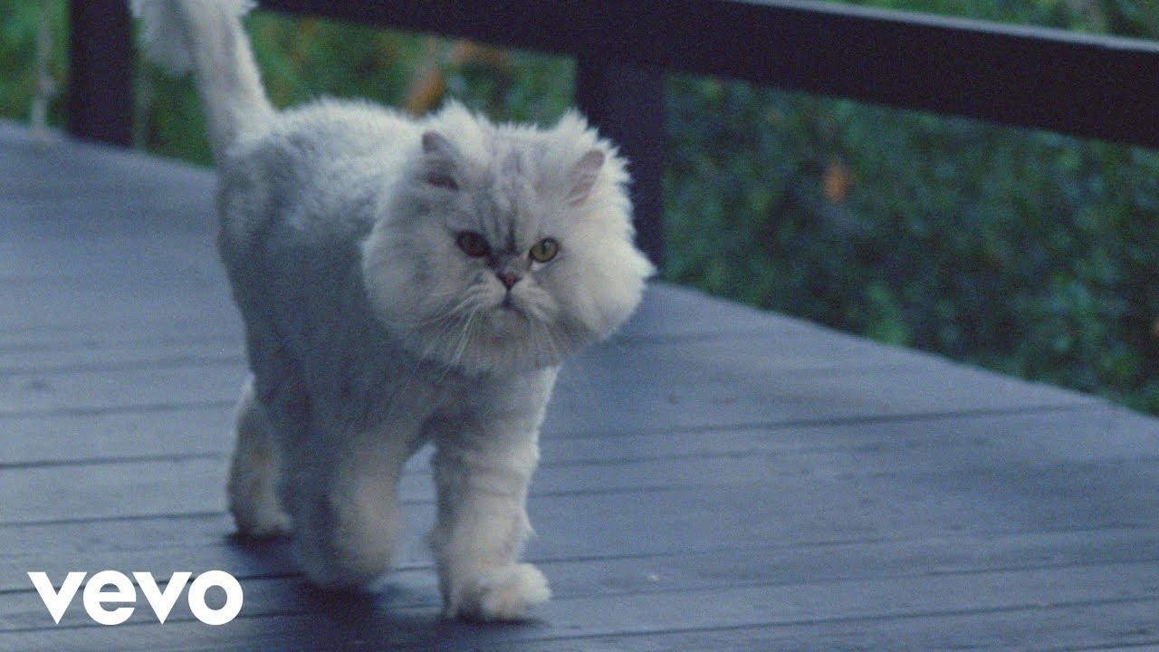 Permanent Pleasure Trailer