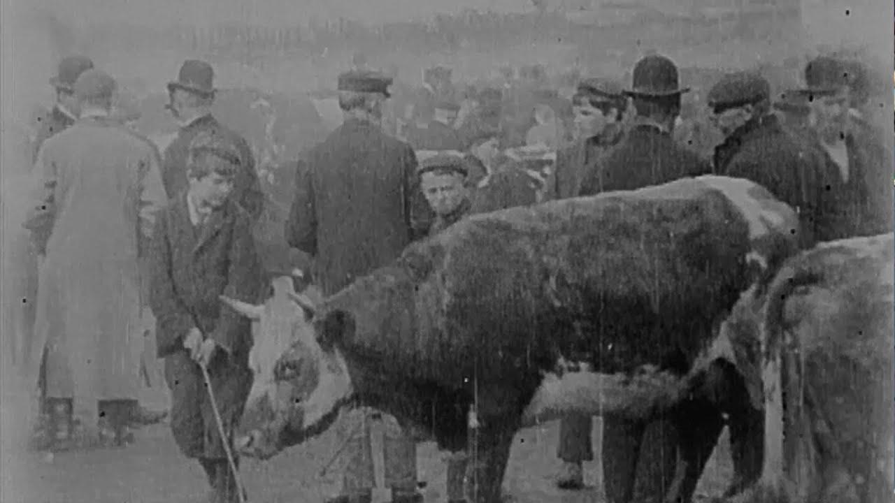 Cattle Market in Derry Trailer