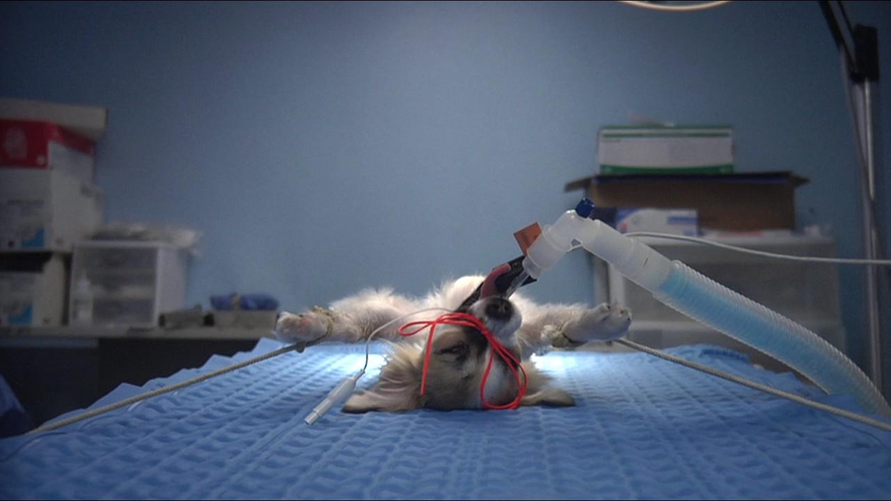 Animals Under Anaesthesia: Speculations on the Dreamlife of Beasts Trailer