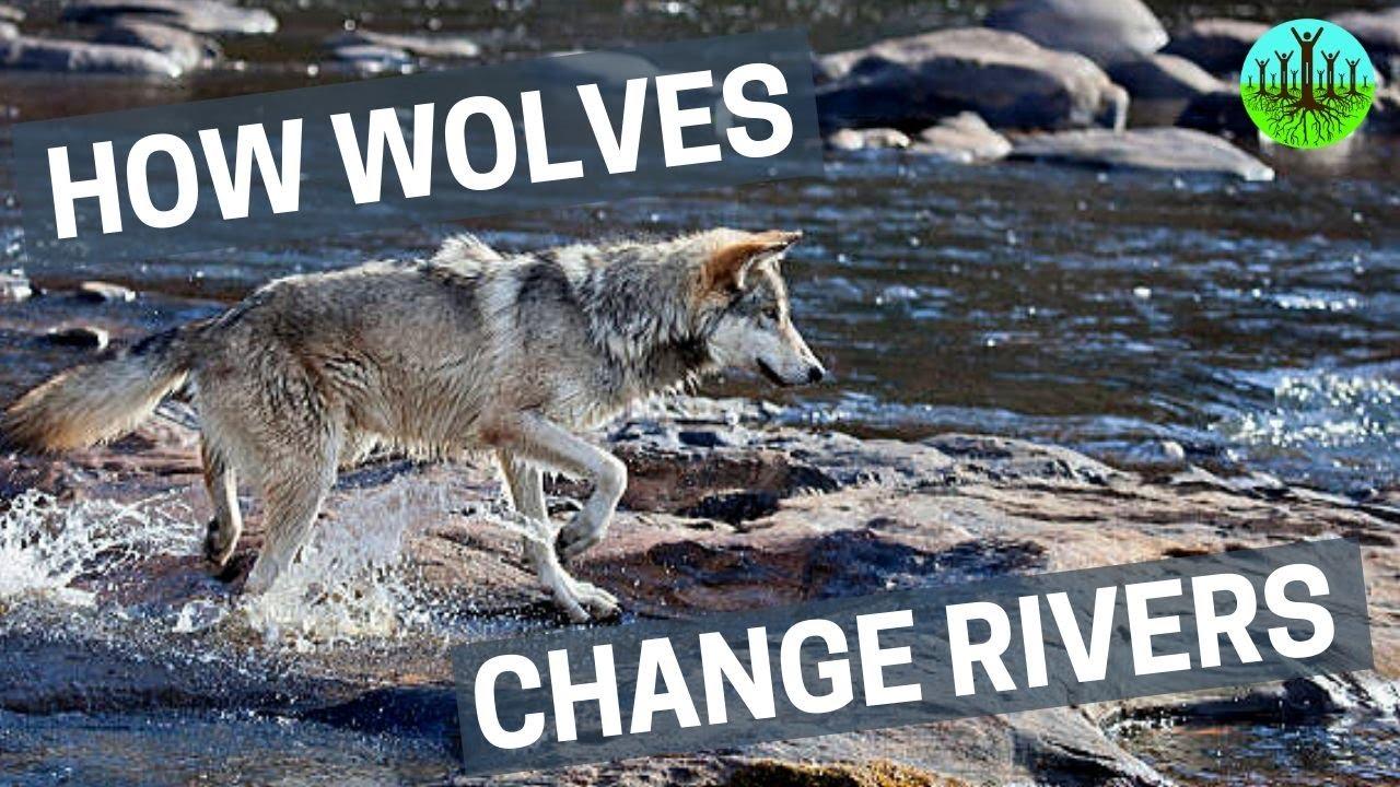 How Wolves Change Rivers Trailer
