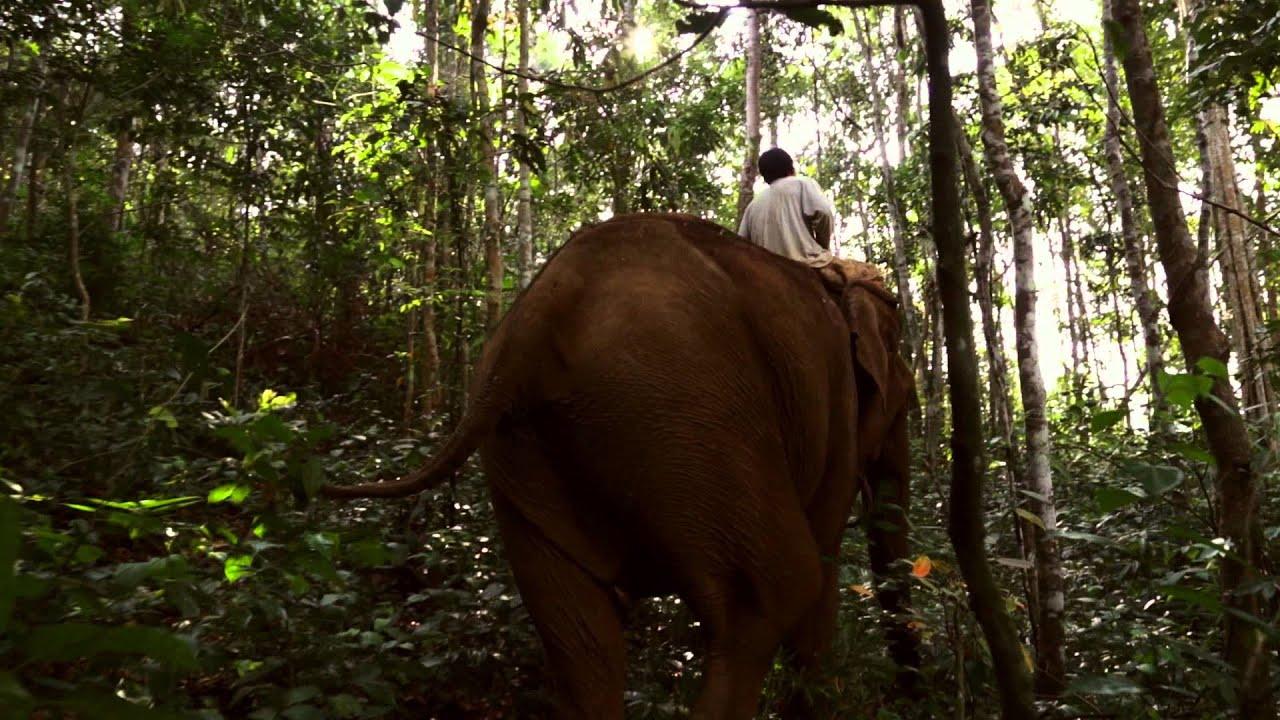 Last of the Elephant Men Trailer