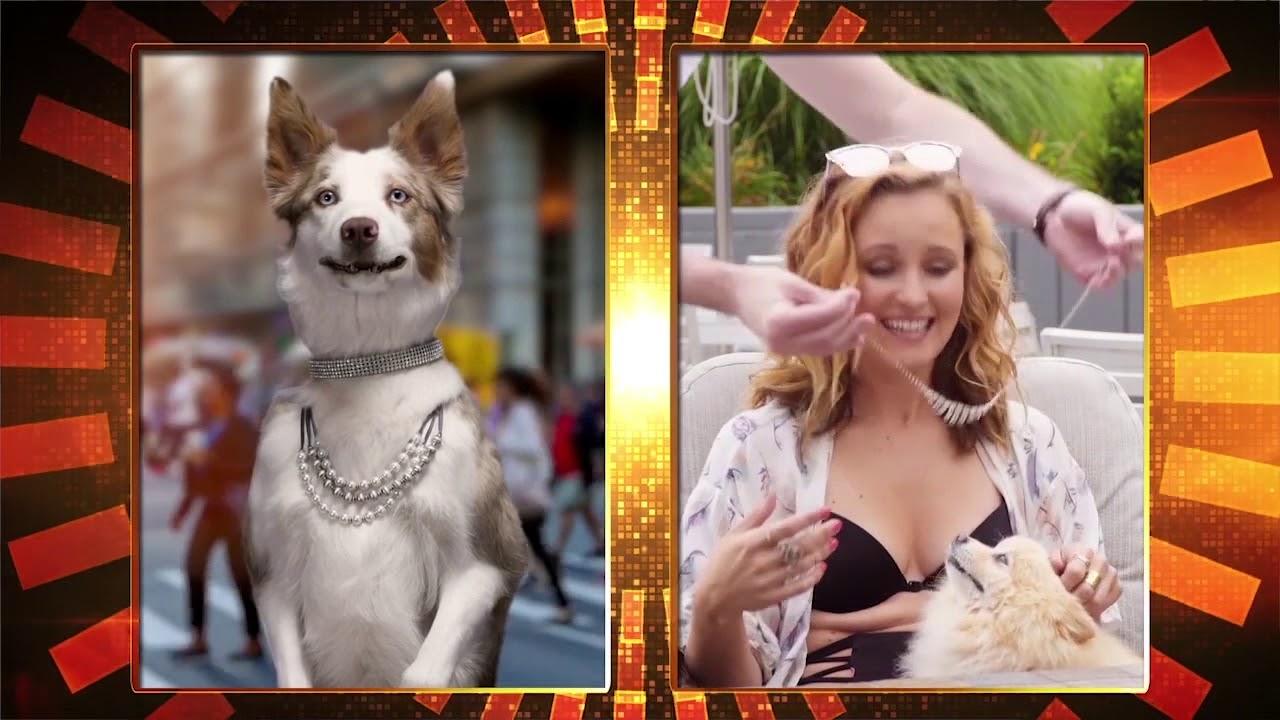 PawParazzi Trailer