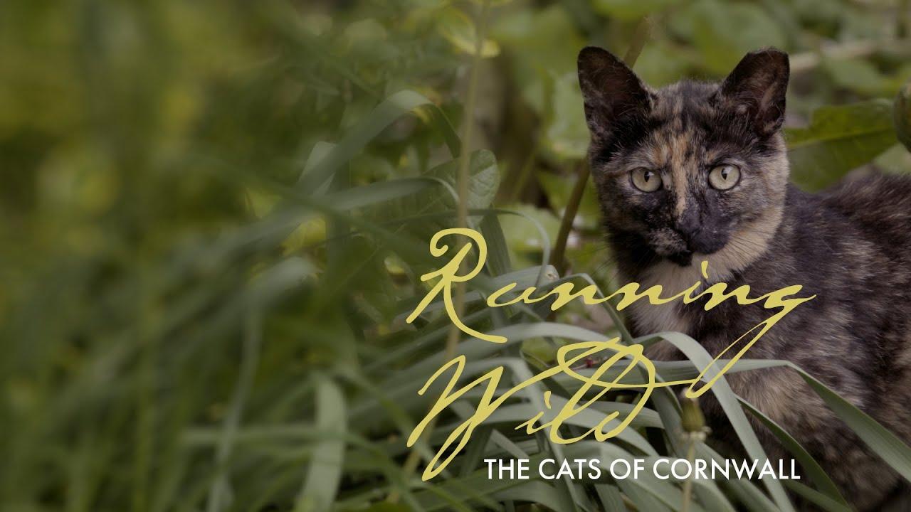 Running Wild: The Cats of Cornwall Trailer