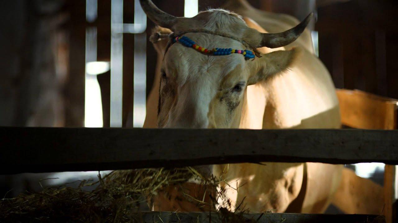The Exiled Cow Trailer