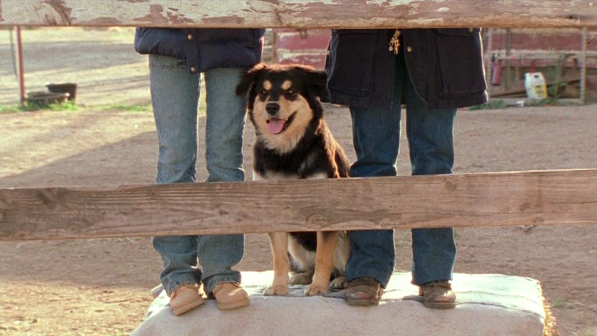 Hollywood, It's a Dog's Life 2004 movie scene