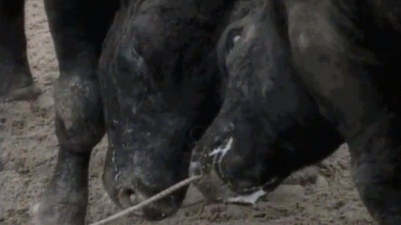 Bullfight in Okinawa 1994 movie scene