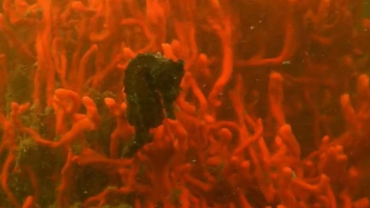 Secrets of the Chesapeake 2014 movie scene
