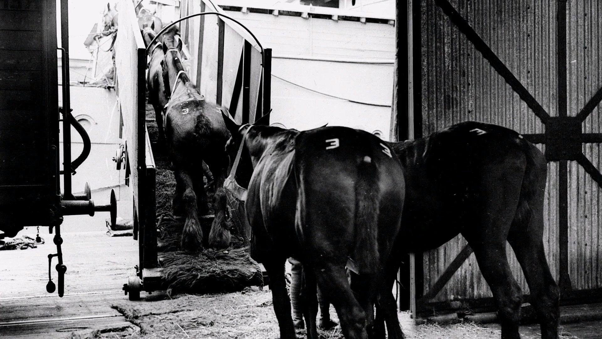 Clydesdale: Saving the Greatest Horse 2020 movie scene