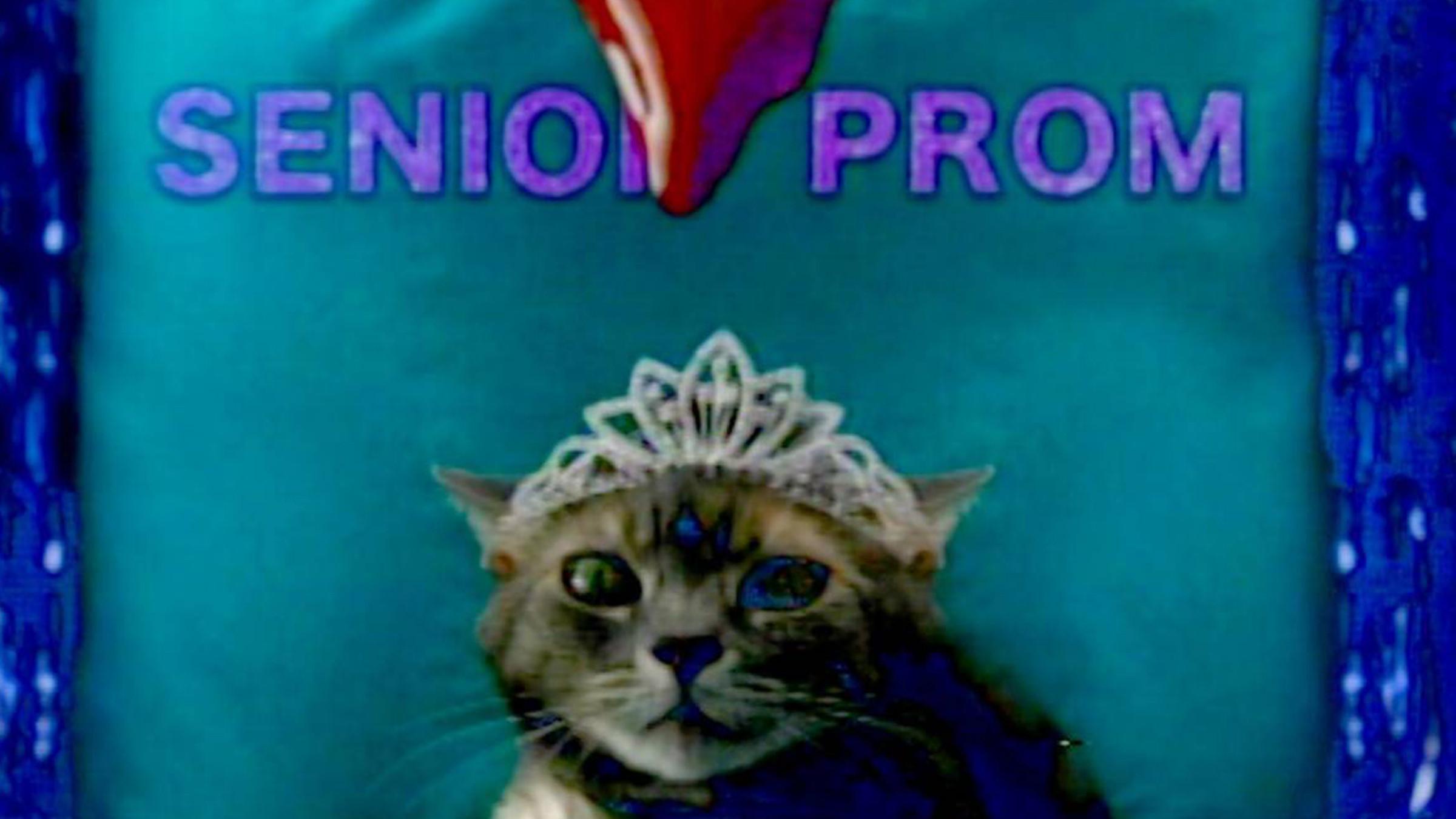 She's Allergic to Cats 2016 movie scene