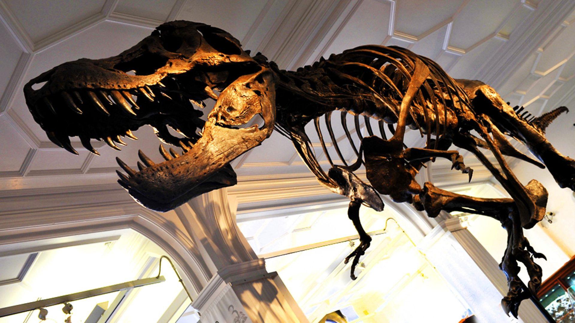 How to Build a Dinosaur 2011 movie scene