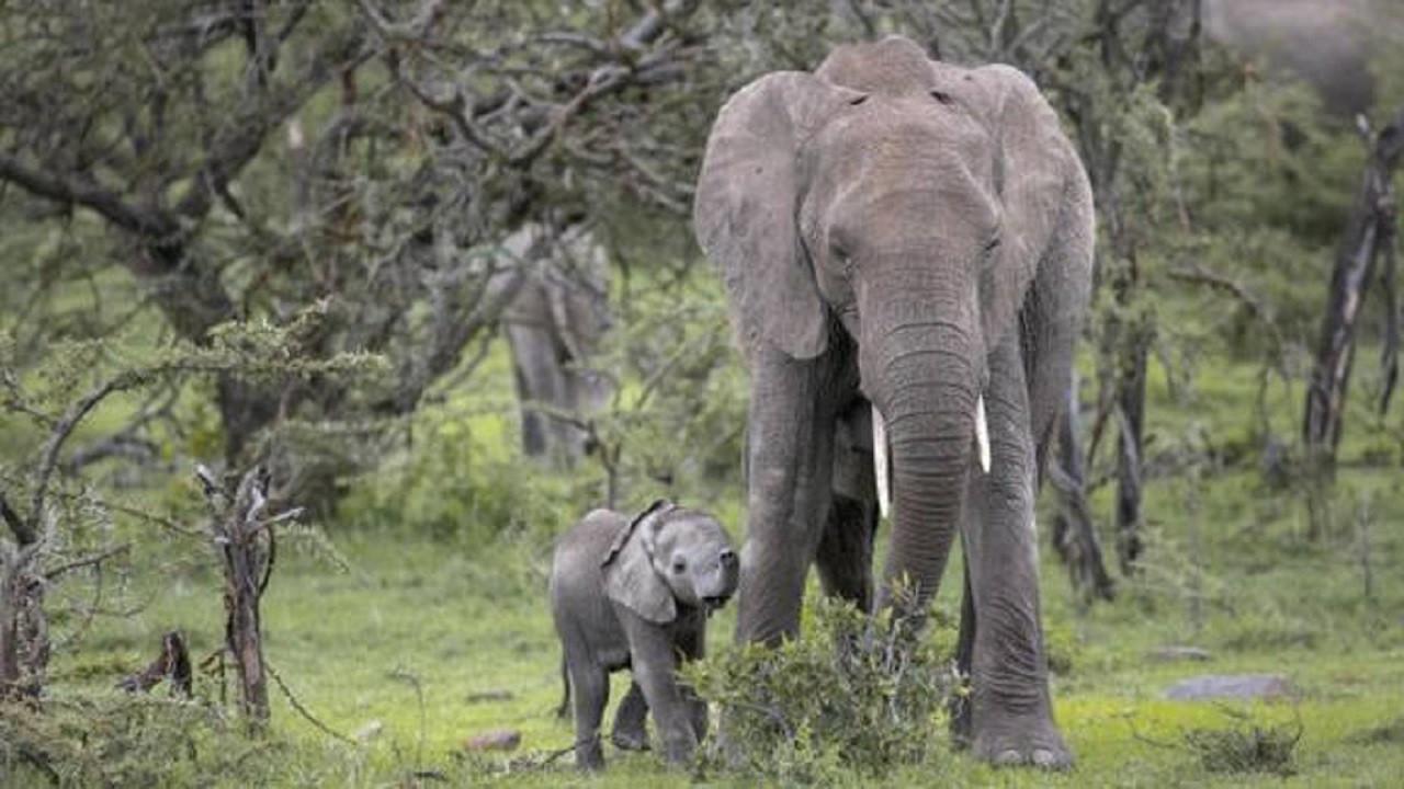 Small Elephant 2015 movie scene