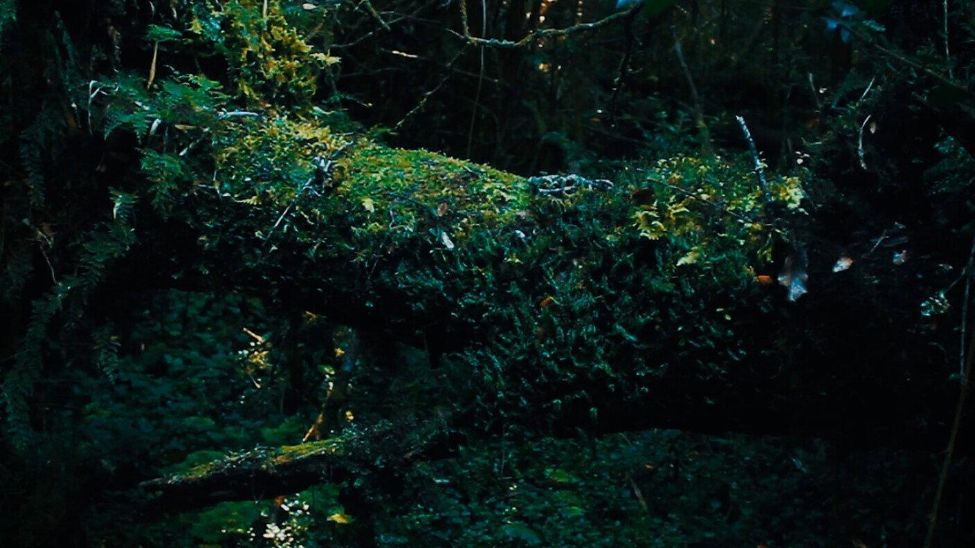 Living Nature 2020 movie scene