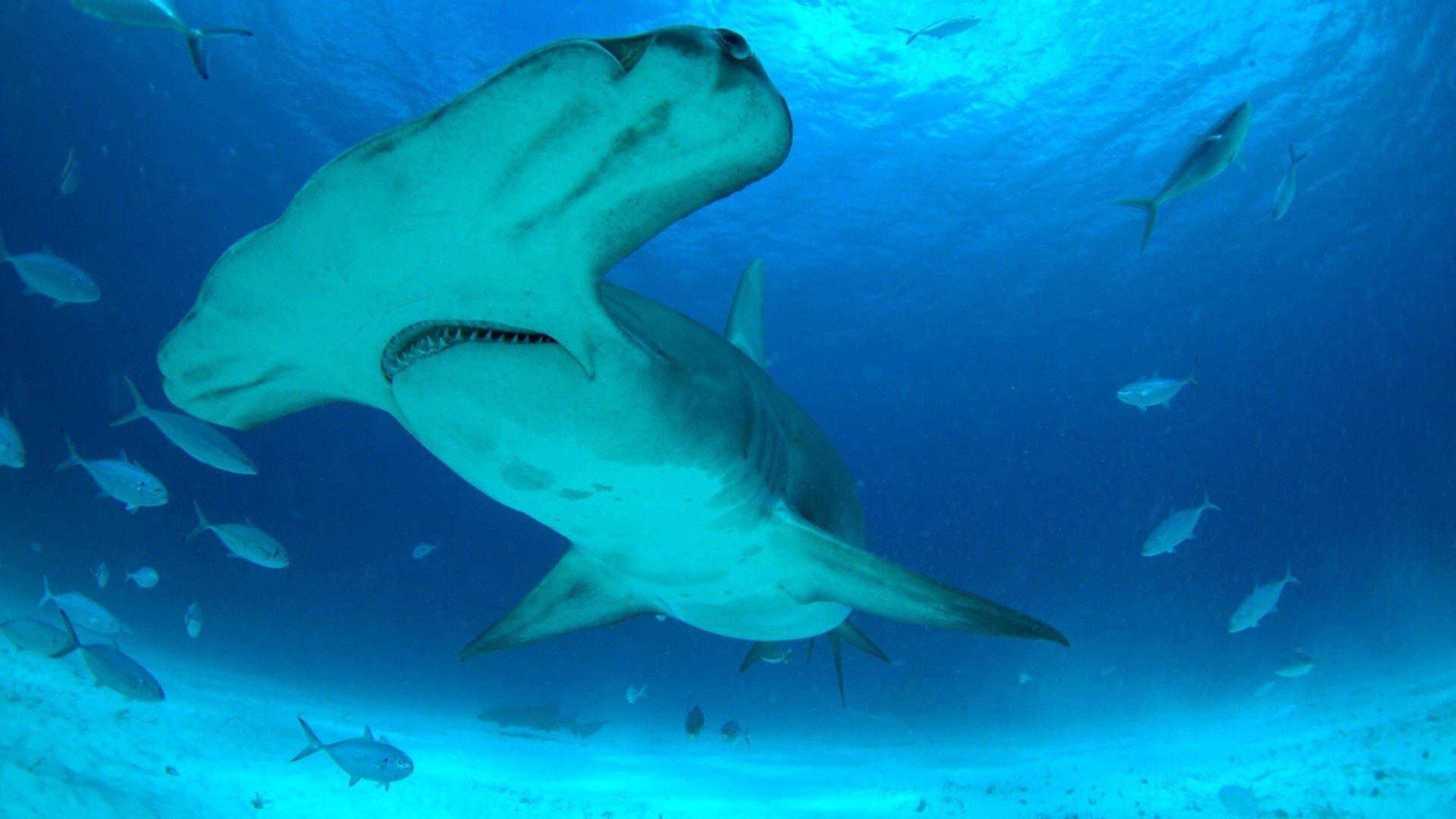 Mega Hammerhead 2016 movie scene