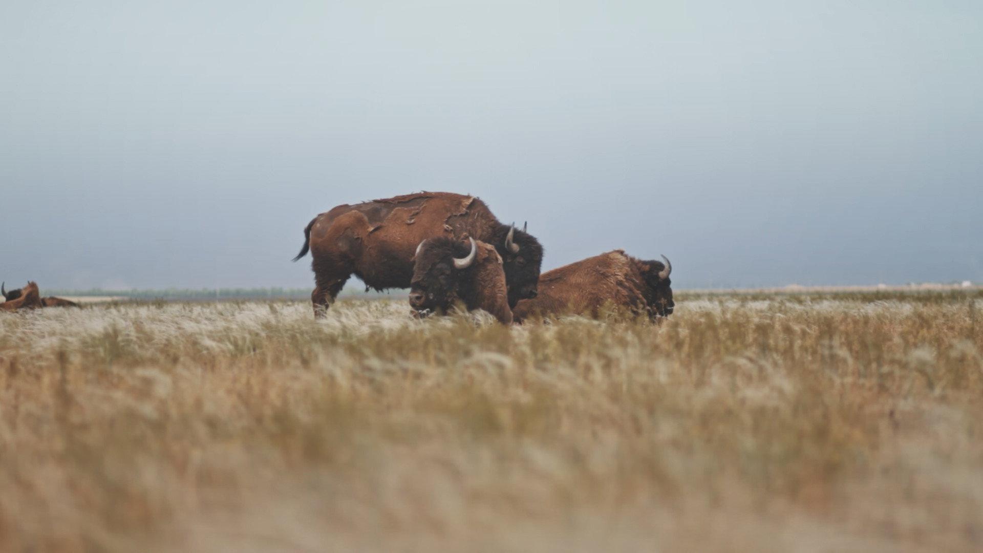 Askania Reserve 2019 movie scene