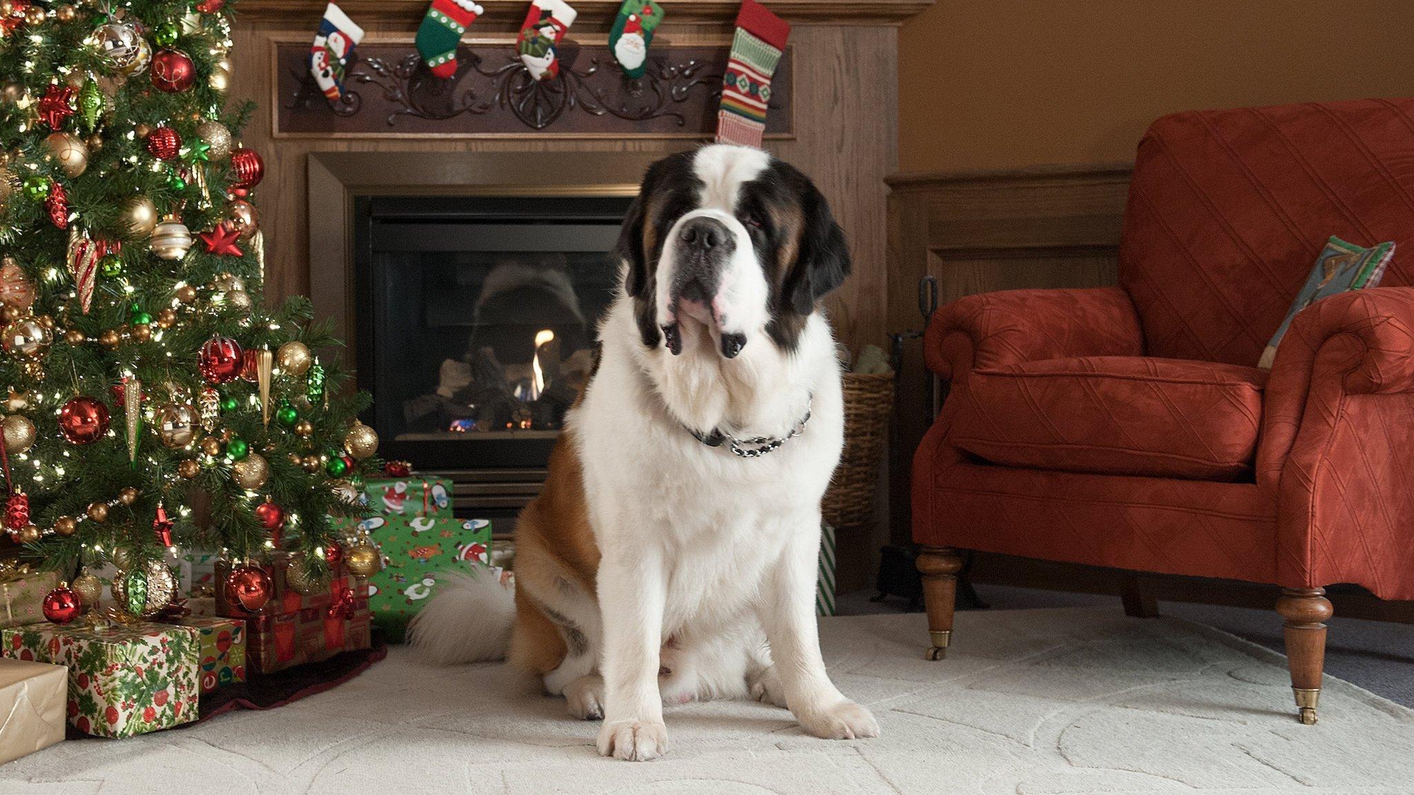 Beethoven's Christmas Adventure 2011 movie scene