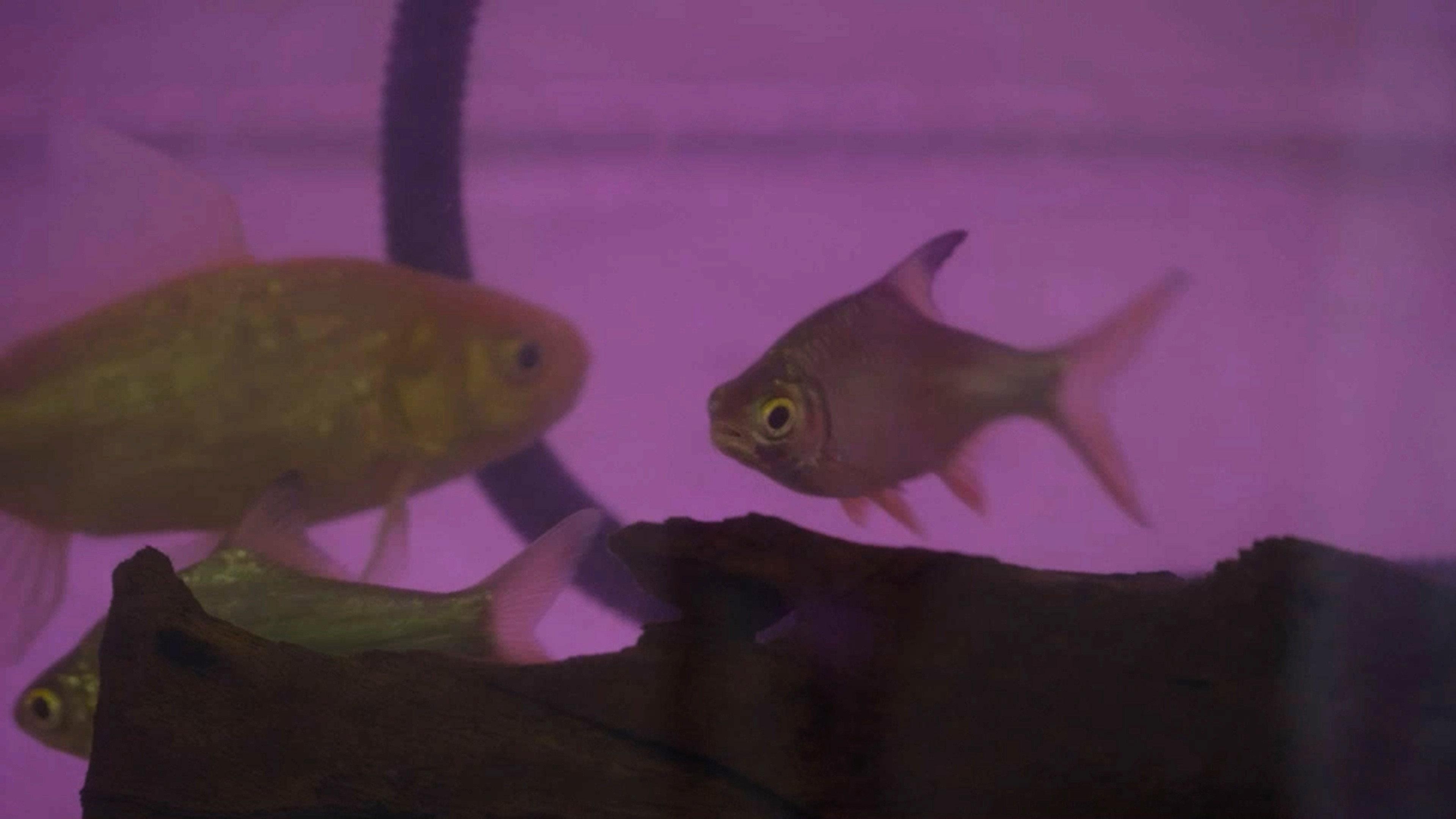 Migrant Fish 2023 movie scene